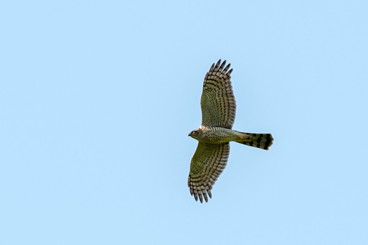 Eurasian Sparrowhawk - Hemant Dhadnekar