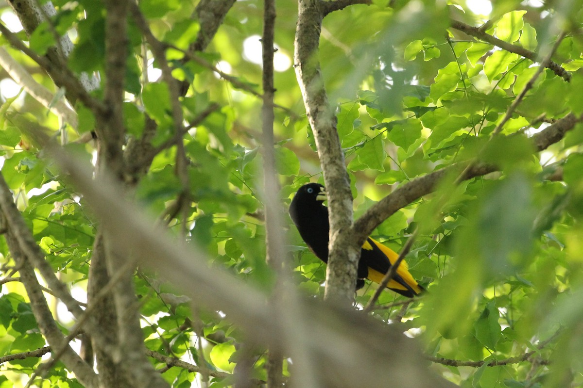 Yellow-rumped Cacique - ML181018321