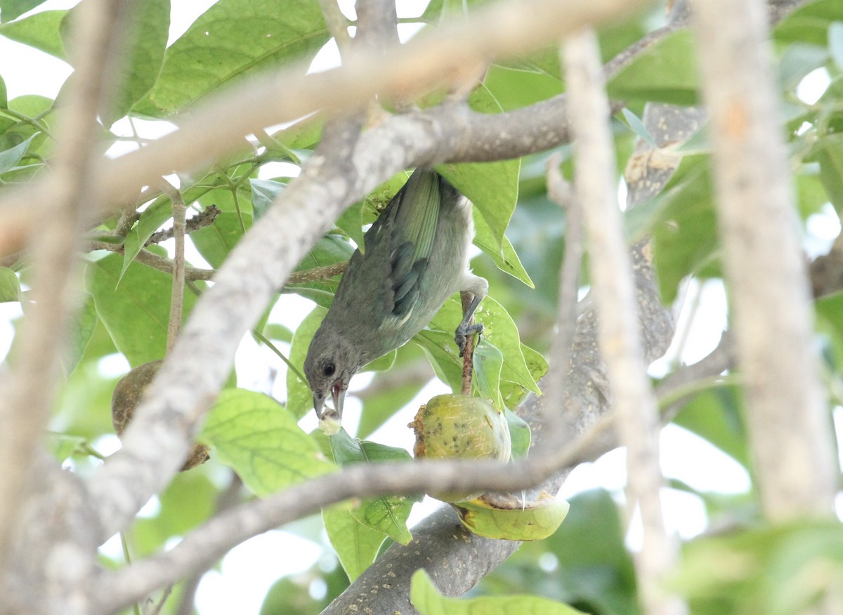 Glaucous Tanager - ML181018391