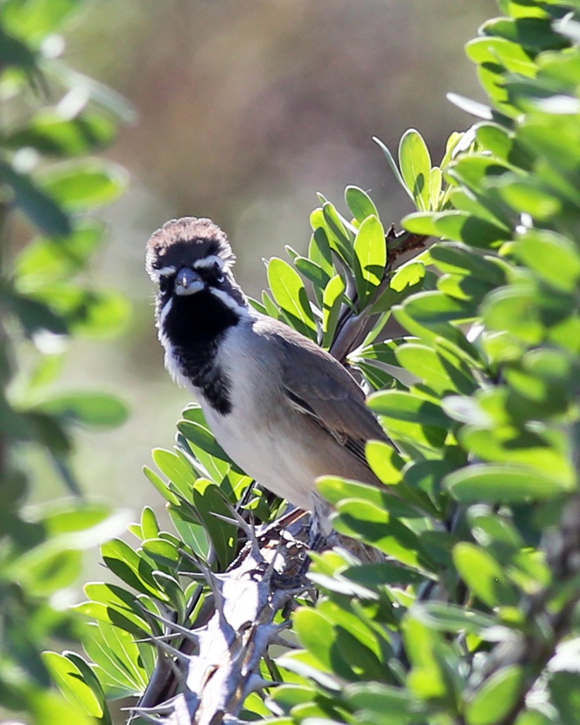 Black-throated Sparrow - Marceline VandeWater