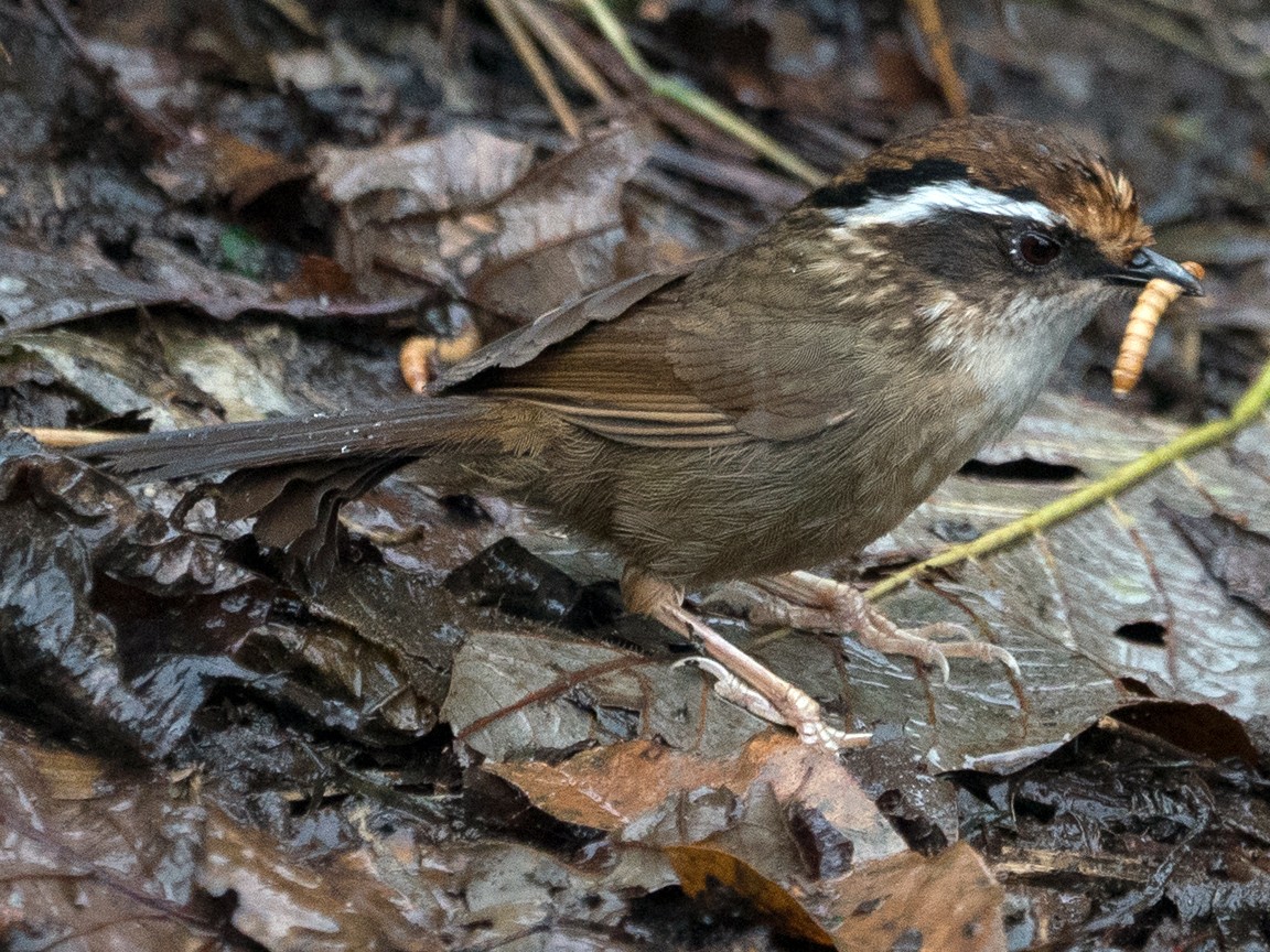 Rusty-capped Fulvetta - eBird