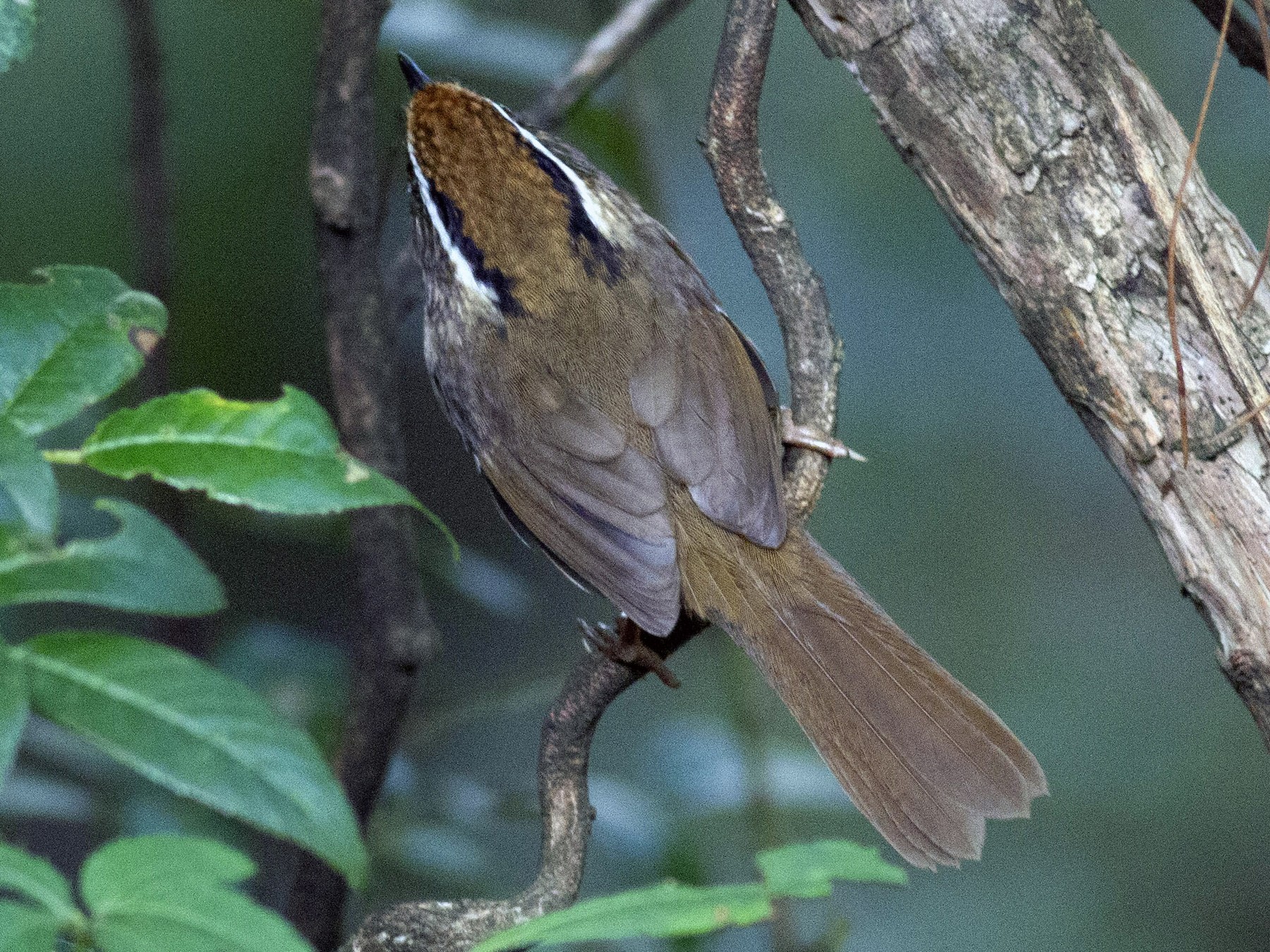 Rusty-capped Fulvetta - eBird