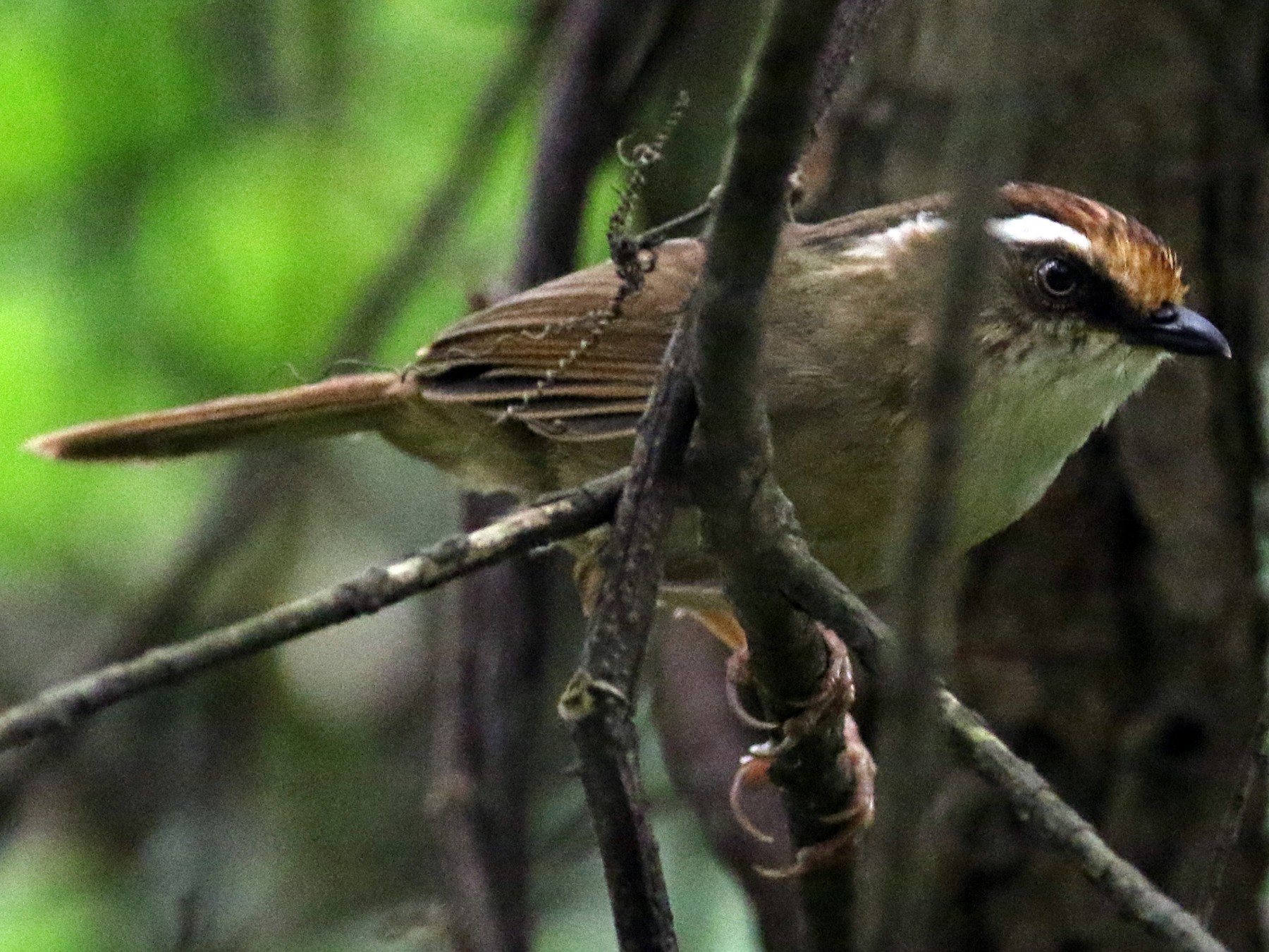 Rusty-capped Fulvetta - eBird