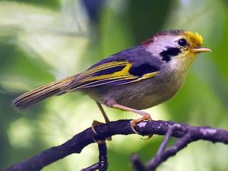  - Gold-fronted Fulvetta