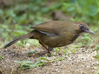  - Spot-breasted Laughingthrush