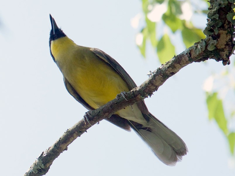 Blue-crowned Laughingthrush - Qin Huang