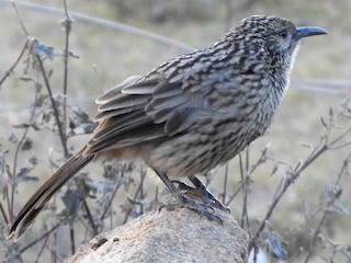Giant Babax - Pterorhinus waddelli - Birds of the World