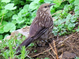Giant Babax - eBird
