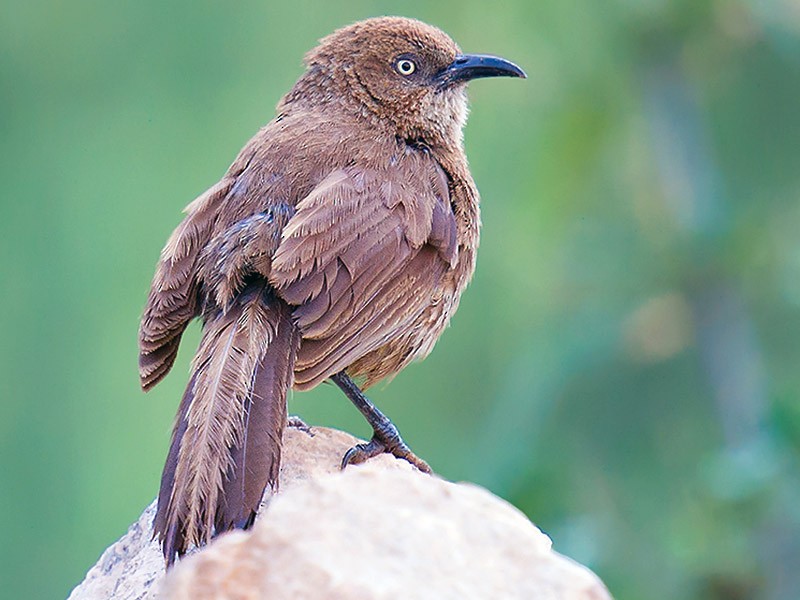 Tibetan Babax - eBird