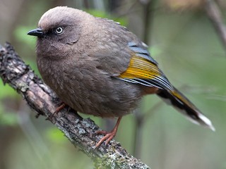 カキハガビチョウ - eBird
