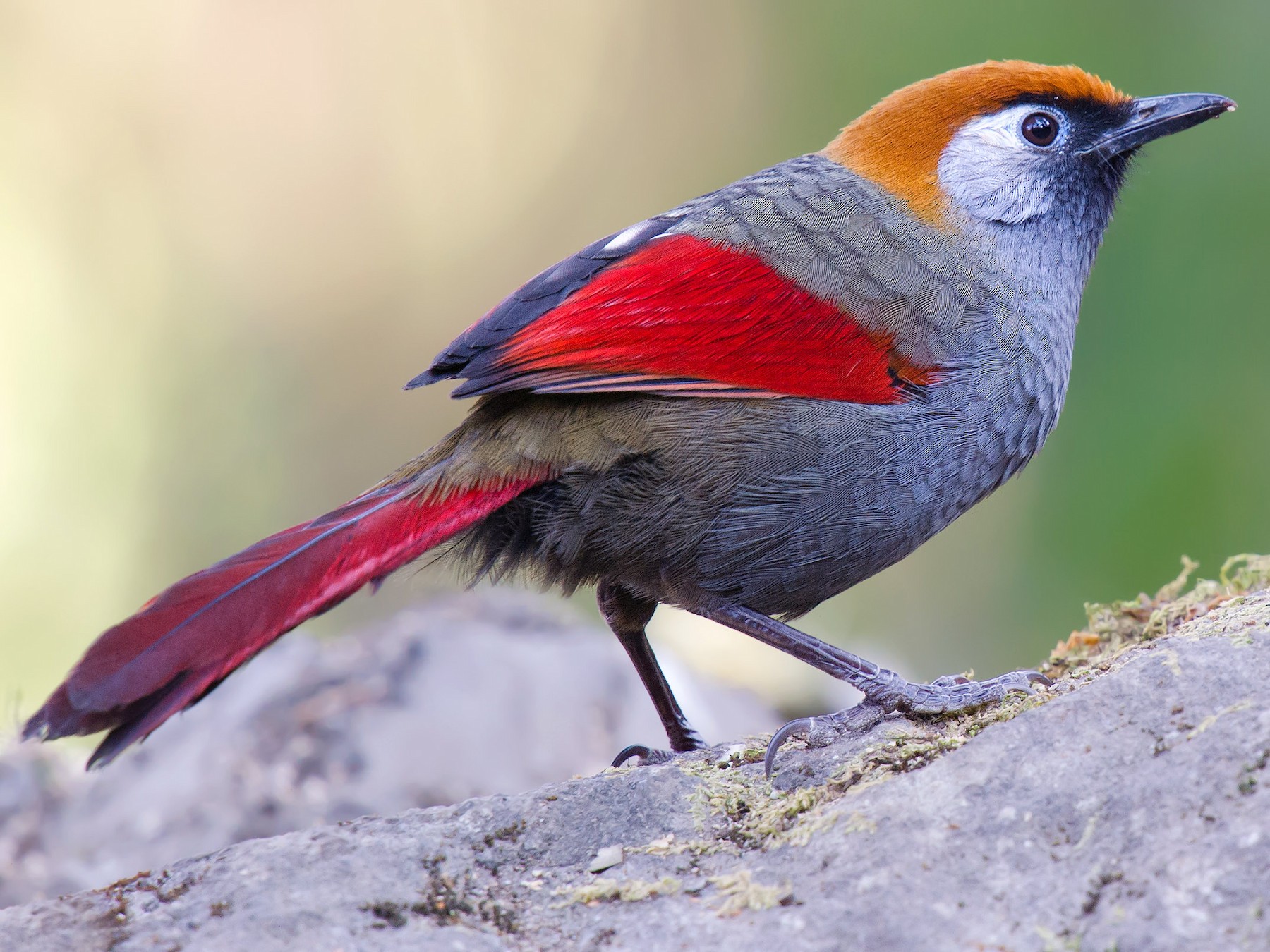 Red-tailed Laughingthrush - Craig Brelsford