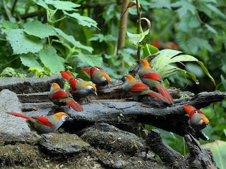 Alyosha porno foto biografiyasi