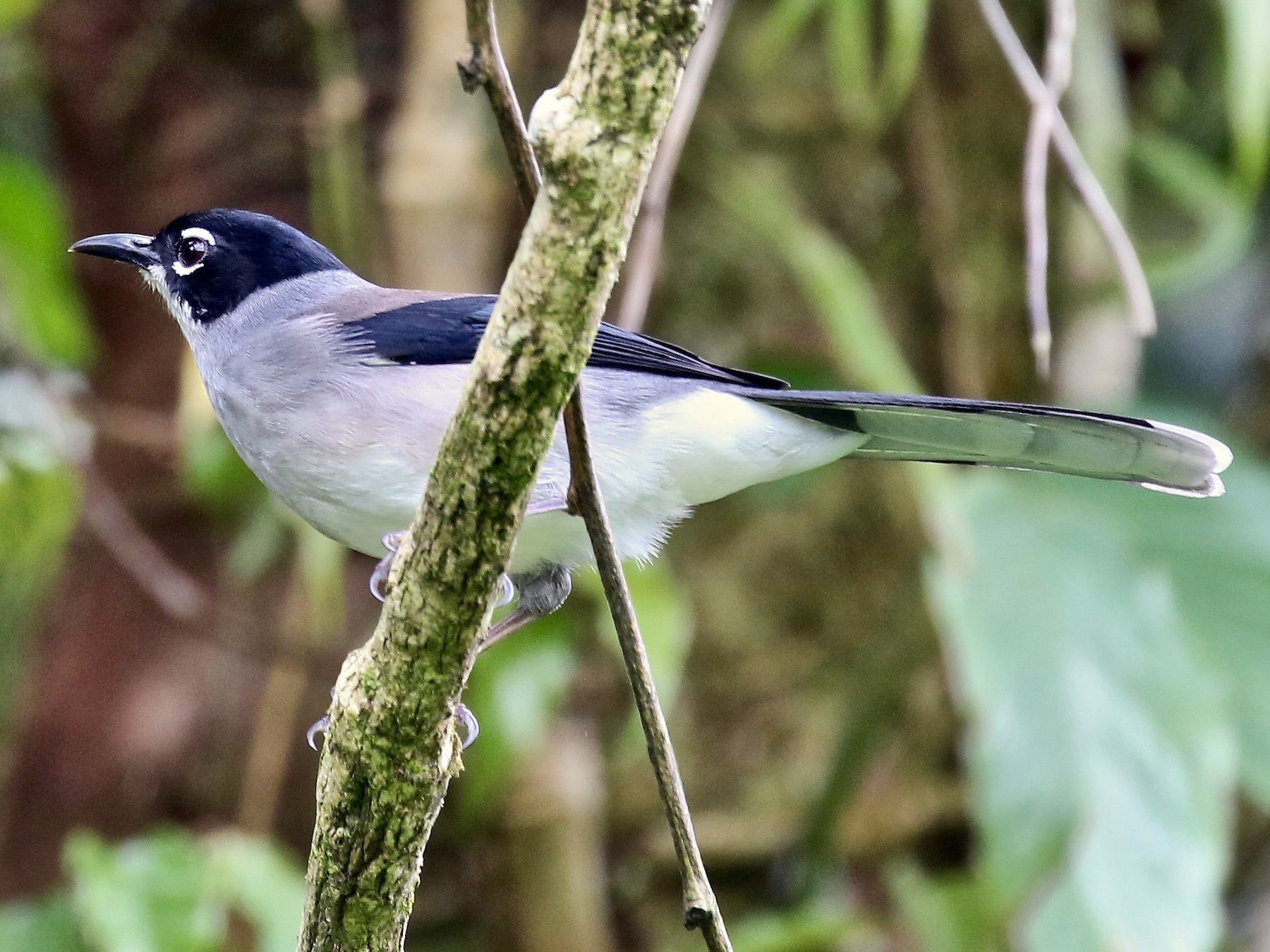 Black-headed Sibia - Craig Robson