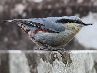  - Chestnut-vented Nuthatch