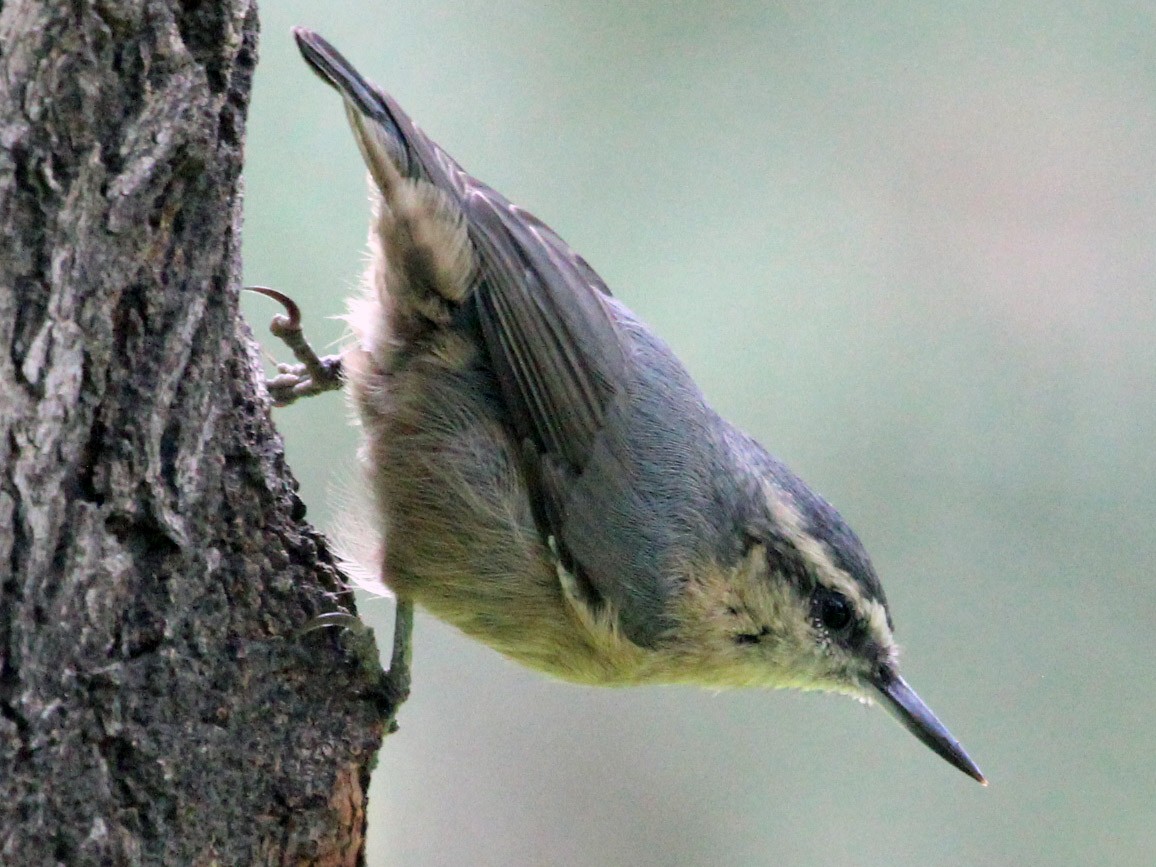 Snowy-browed Nuthatch - Kevin Cheng