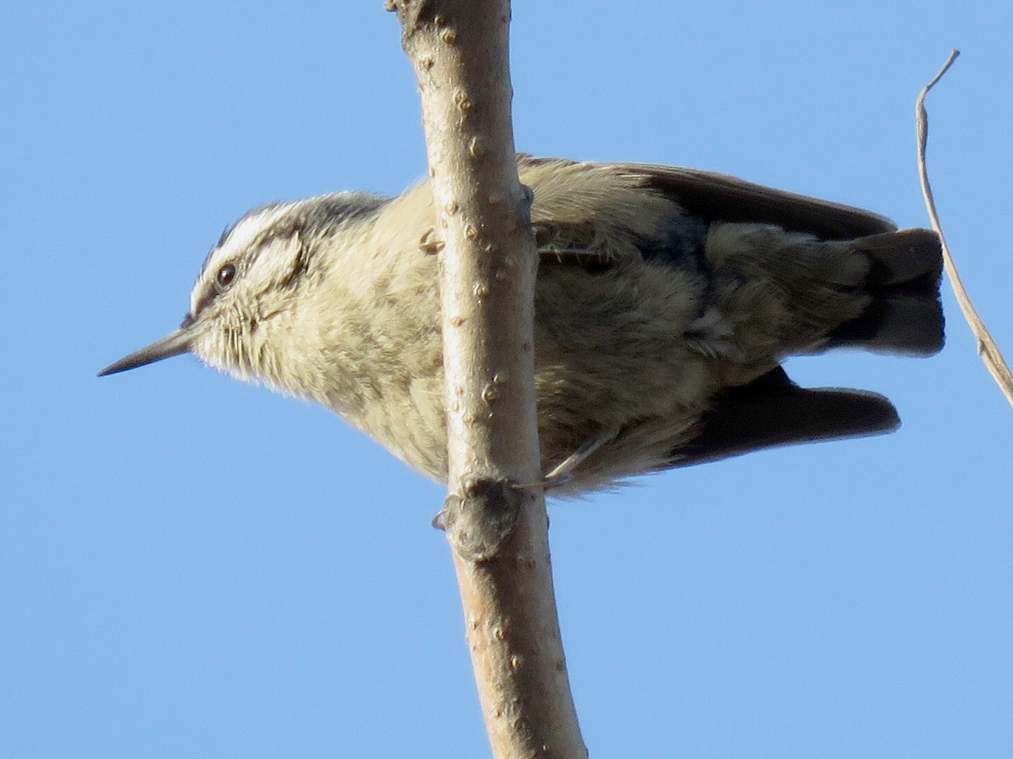 Snowy-browed Nuthatch - Cheng Qian