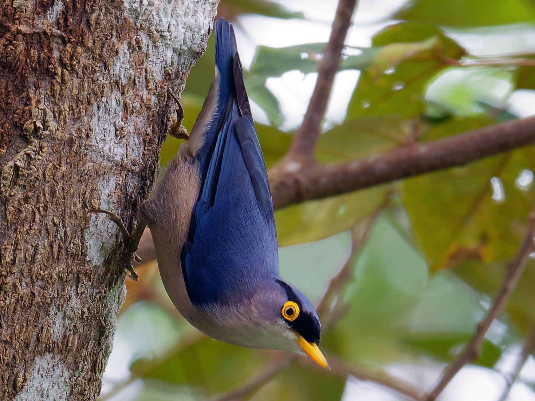 Yellow-billed Nuthatch - Vincent Wang