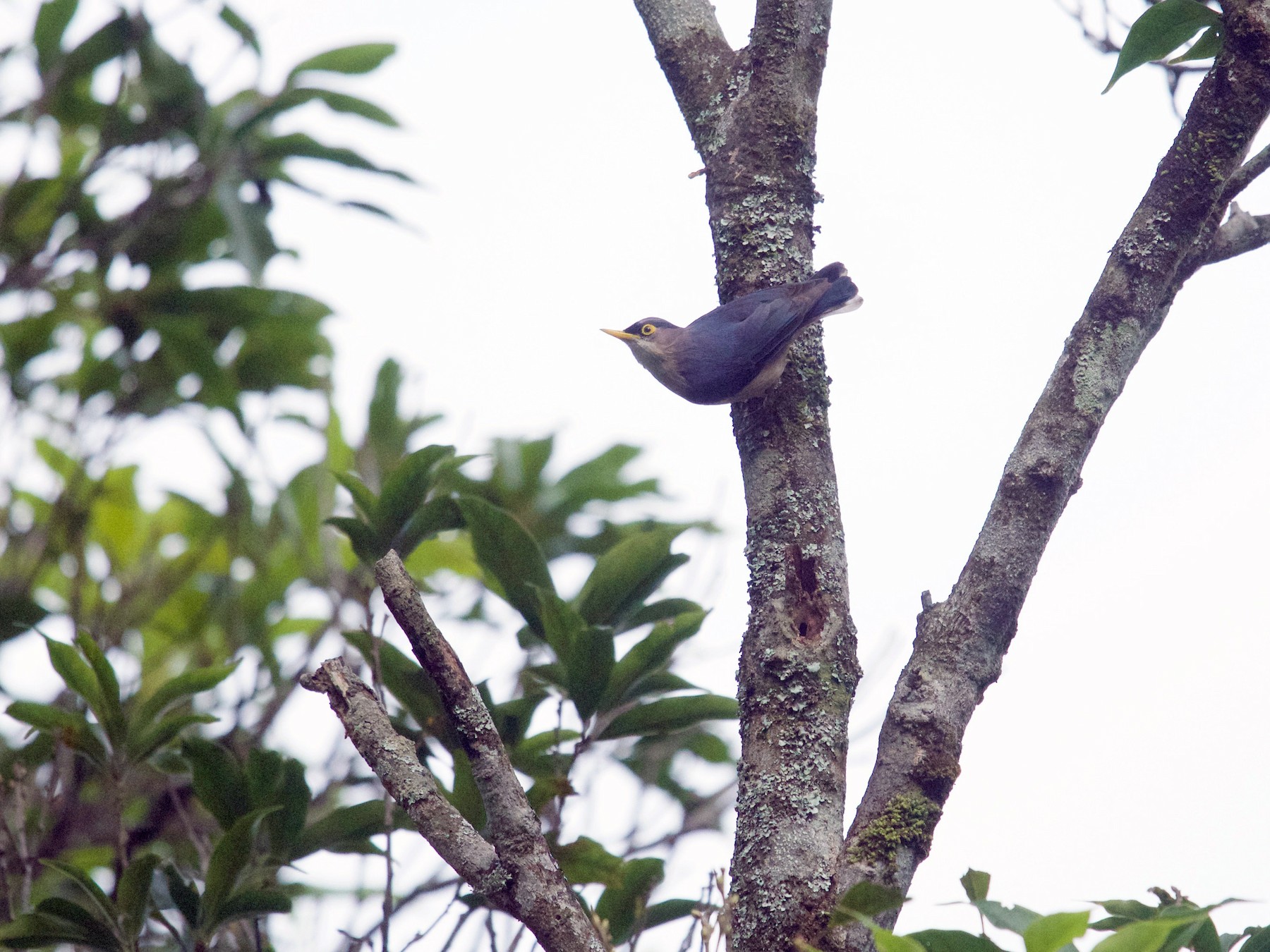 Yellow-billed Nuthatch - Qin Huang