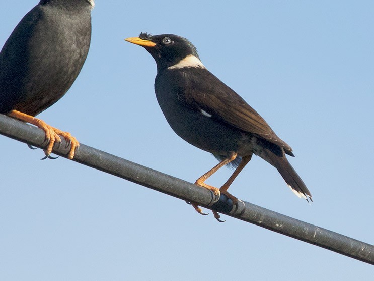 Collared Myna - eBird