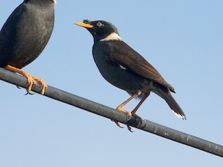  Birds　Dyynia Collared Myna - Virginia Breeding Bird Atlas