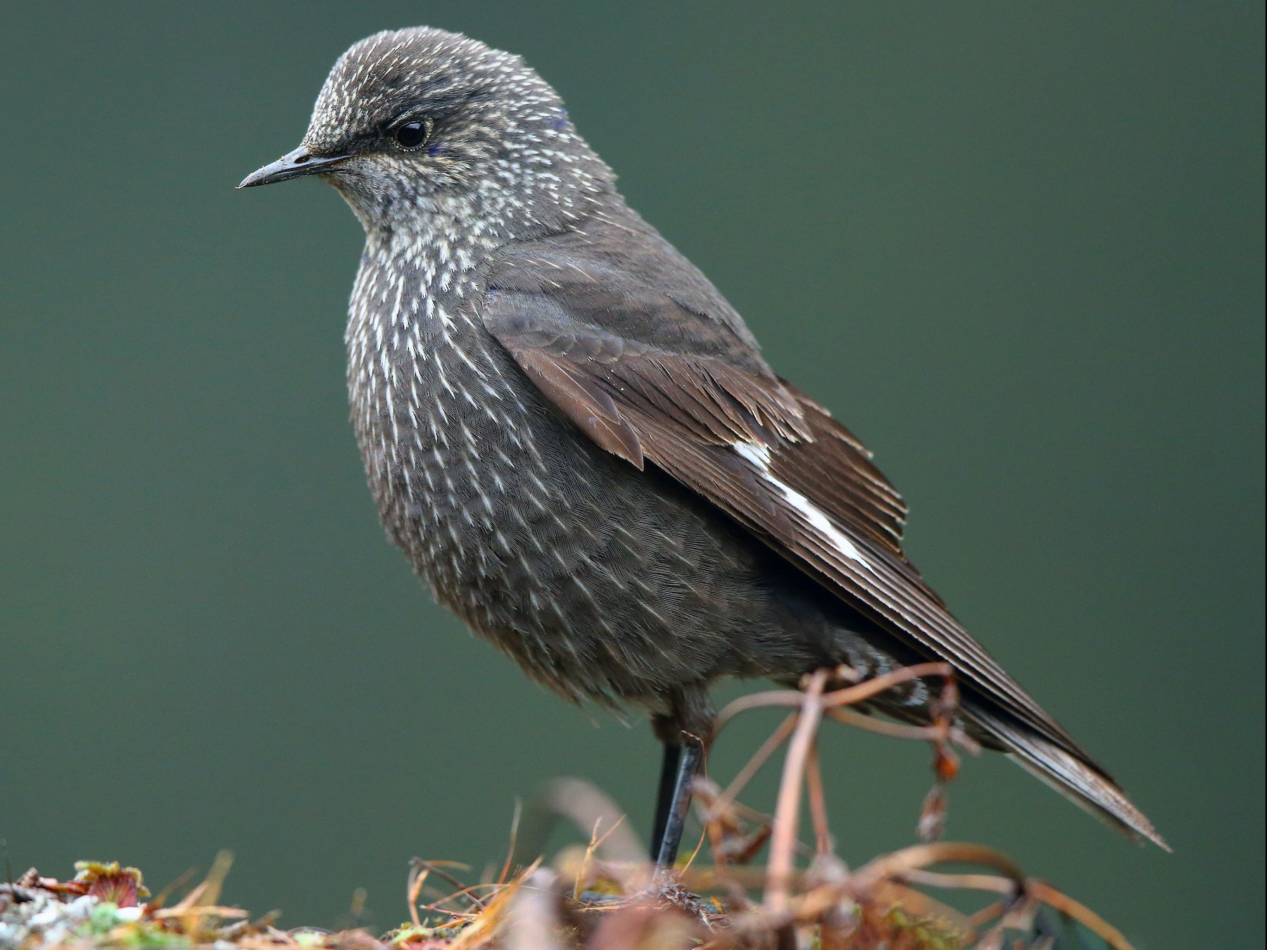 Grandala - eBird