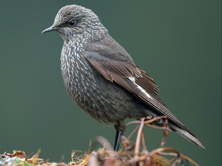 ツクモガミ ムラサキツグミ - eBird