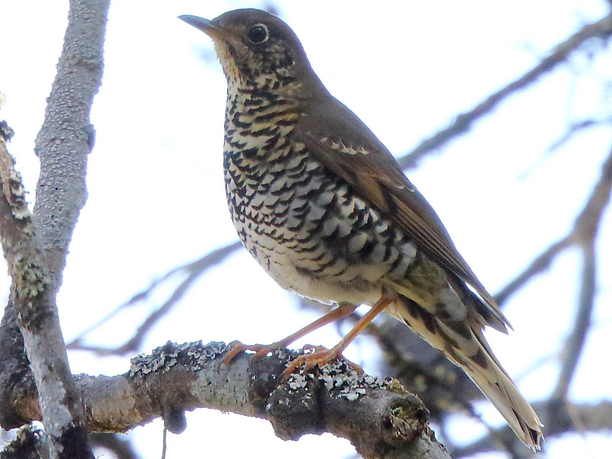 long-tailed thrush - eBird