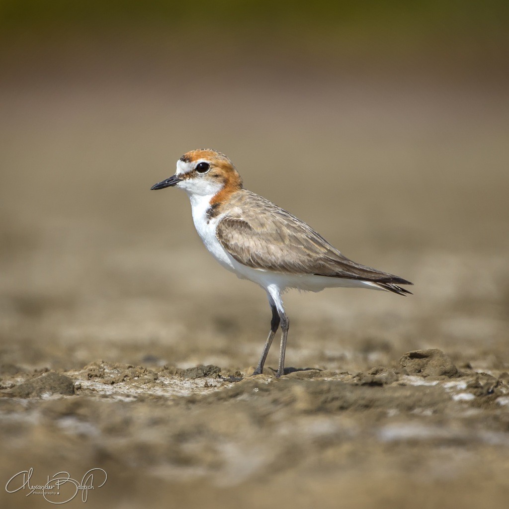Red-capped Plover - ML181024721