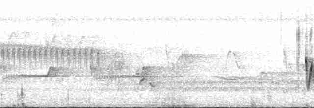 Grauschneidervogel - ML181035