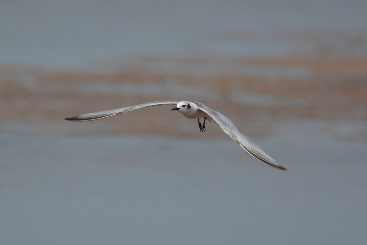 Gull-billed Tern - Ari Noviyono