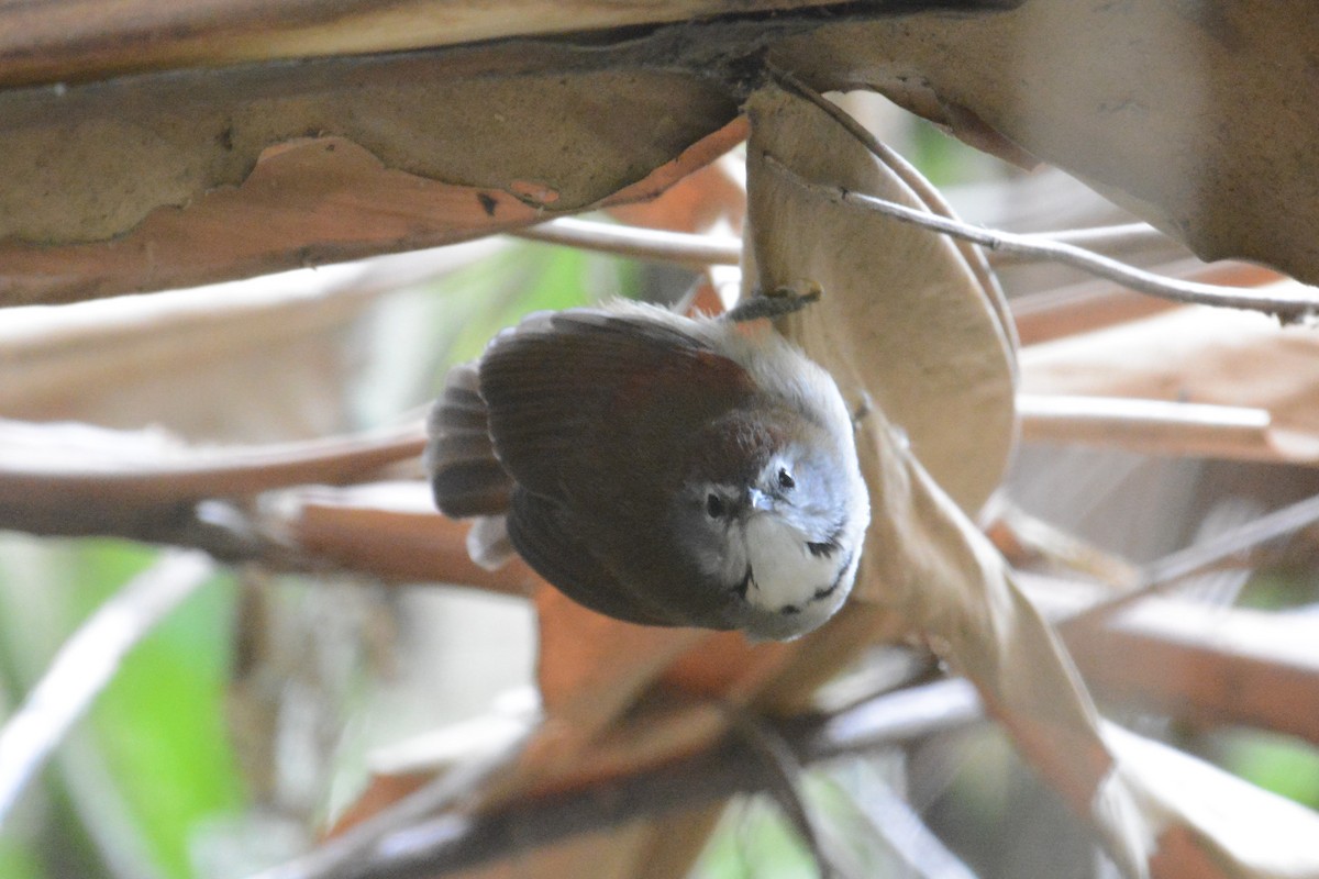 Crescent-chested Babbler - ML181035761