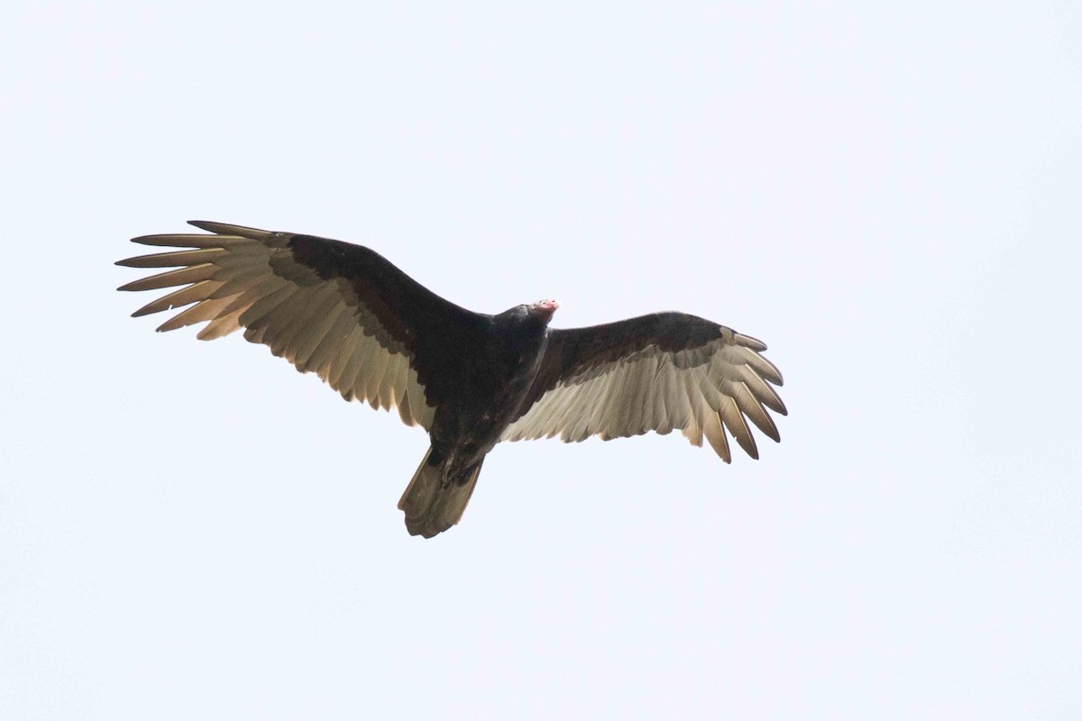 Turkey Vulture - Linda Rudolph