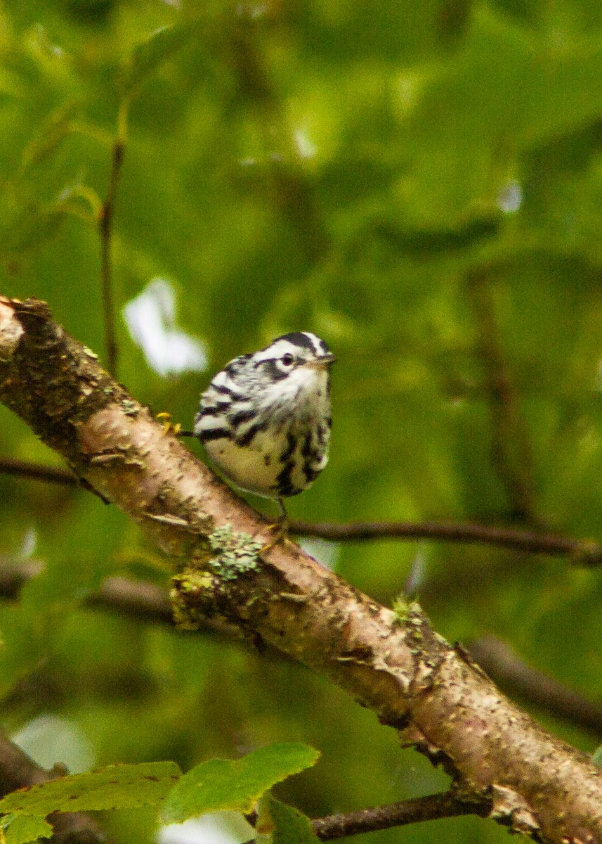 Black-and-white Warbler - ML181037771