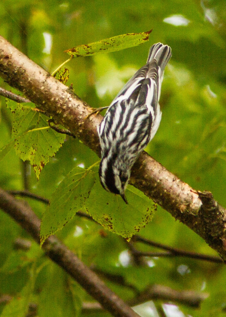 Black-and-white Warbler - ML181037781