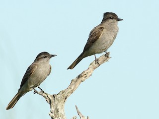脚付きシエッポ FLYCATCHER w.foot SIEPPO 脚付きシエッポ FLYCATCHER