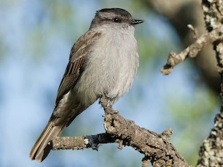 Crowned Slaty Flycatcher - Empidonomus aurantioatrocristatus