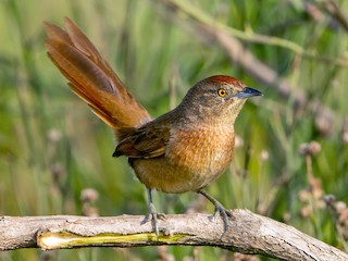  - Freckle-breasted Thornbird