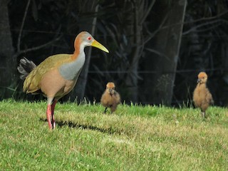 นกเต็มวัยและลูกนก - Birdwatching Punta del Este - ML181040371