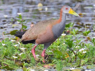  - Giant Wood-Rail