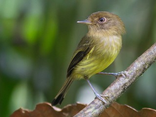 Kaempfer's Tody-Tyrant - eBird