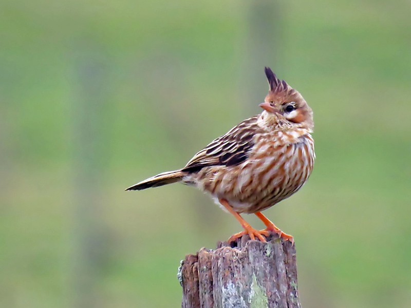 Lark-like Brushrunner - Adrian Antunez