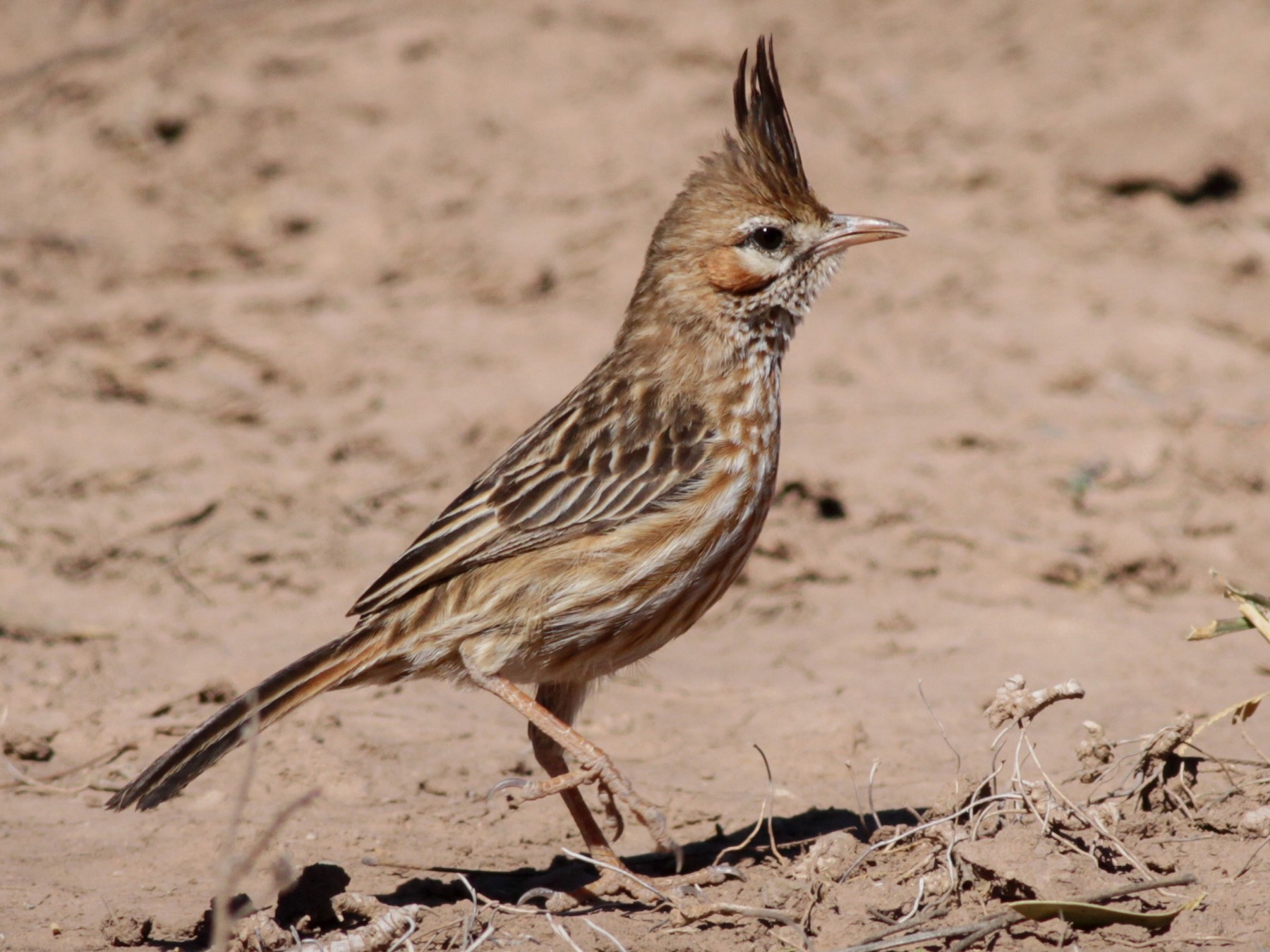 Lark-like Brushrunner - Ian Davies