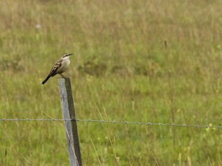  - Long-tailed Cinclodes