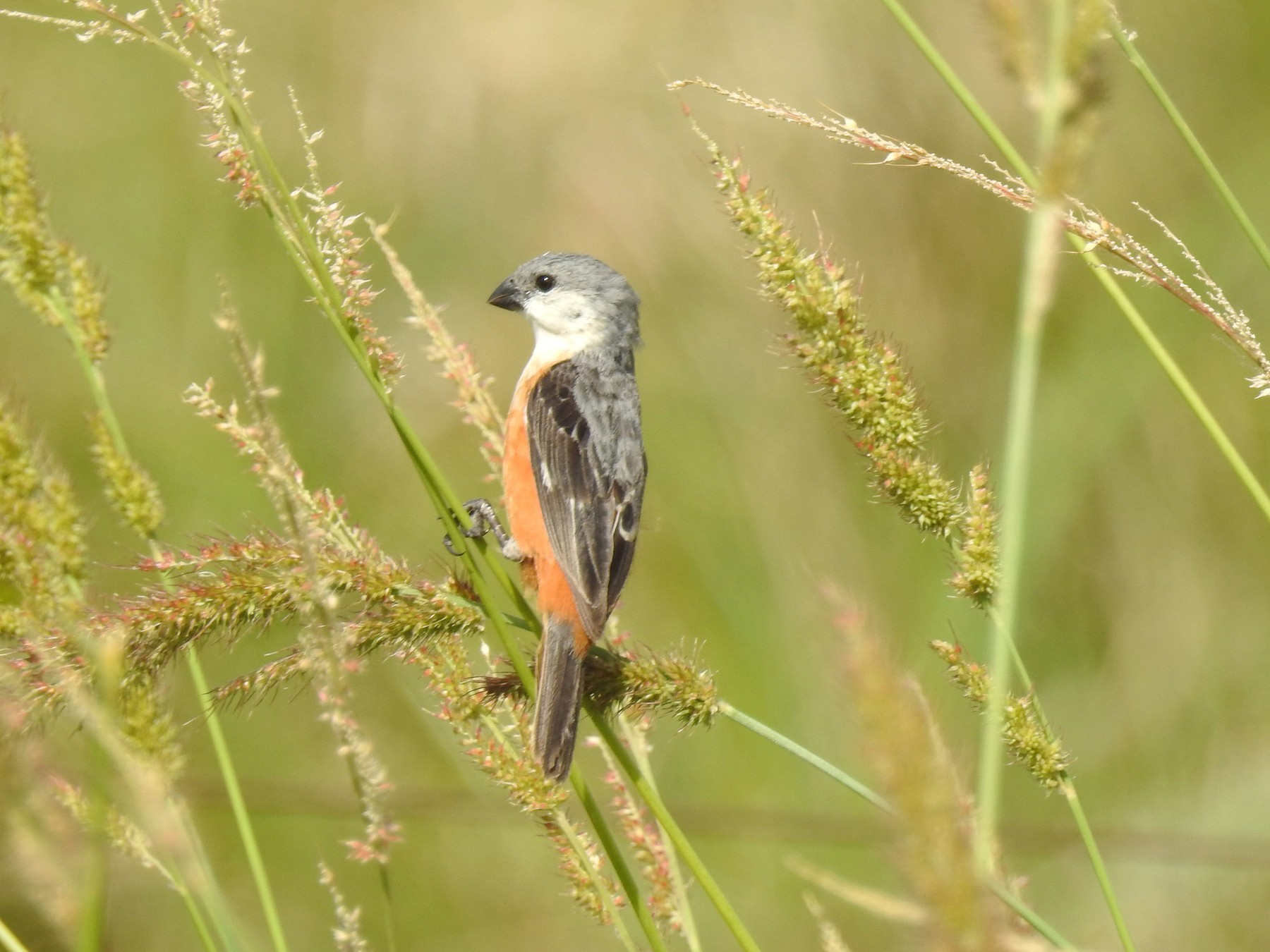 Caboclinho-de-papo-branco - eBird