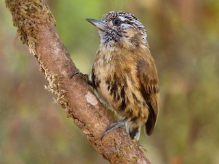  - Mottled Piculet