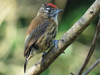  - Mottled Piculet