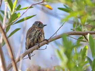  - Mottled Piculet