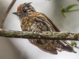  - Mottled Piculet