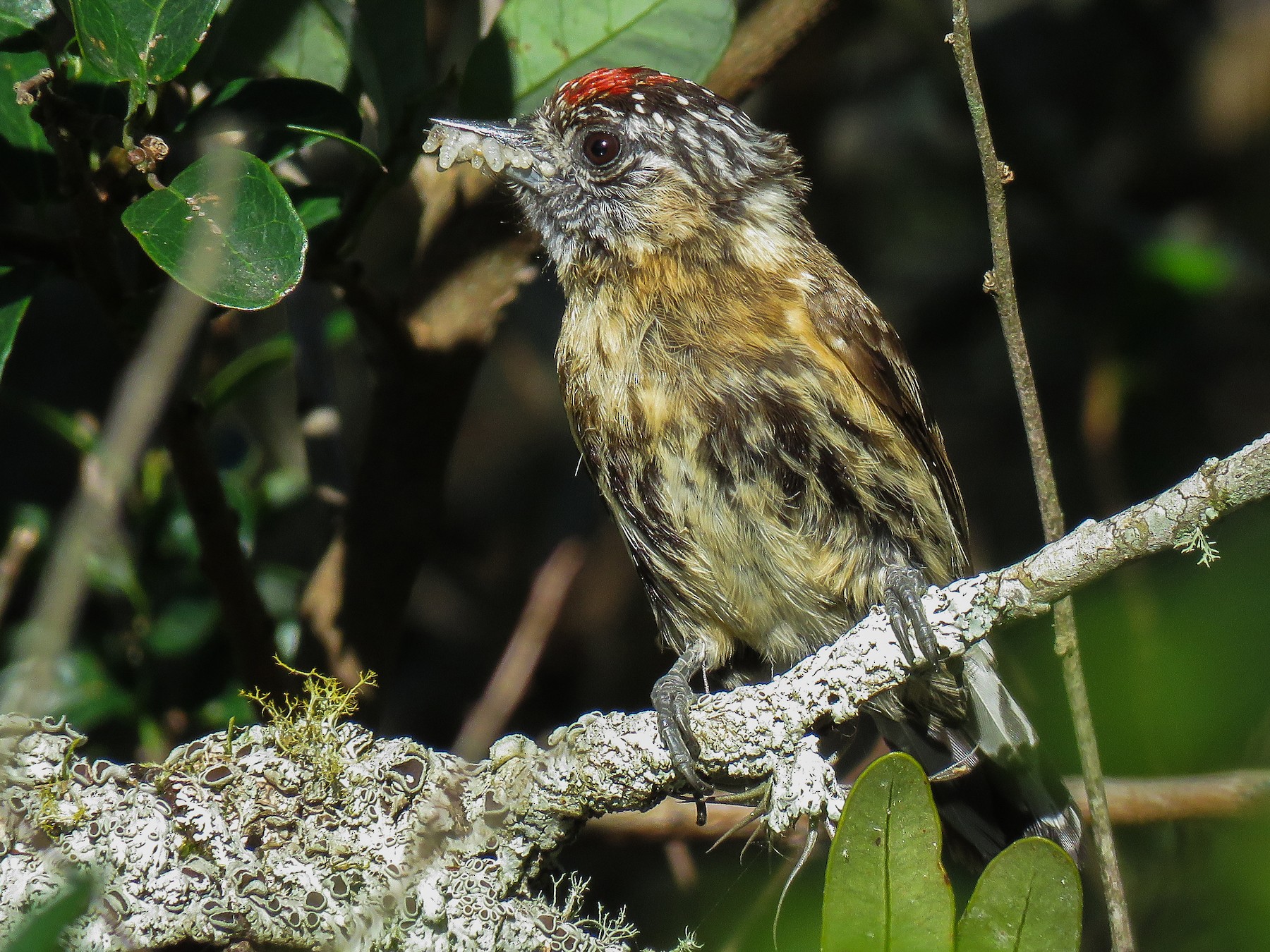 Mottled Piculet - Raphael Kurz -  Aves do Sul