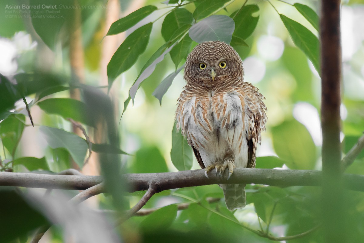 Asian Barred Owlet - Natthaphat Chotjuckdikul